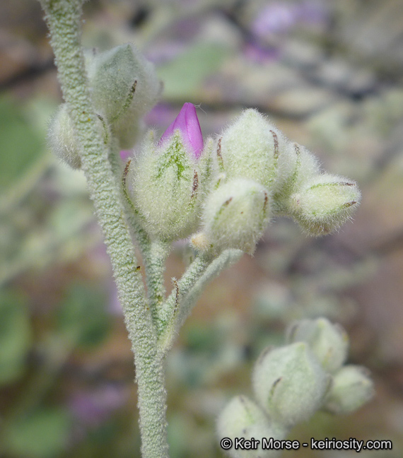 Image of <i>Malacothamnus helleri</i>