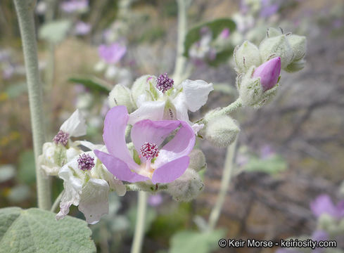 Imagem de <i>Malacothamnus helleri</i>