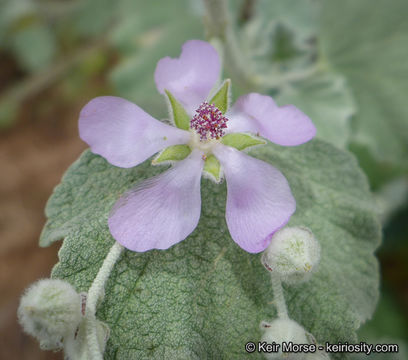 Imagem de <i>Malacothamnus helleri</i>