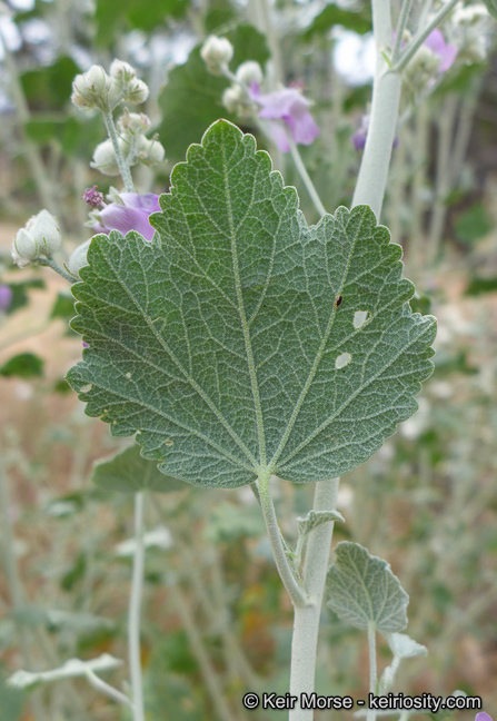 Image of <i>Malacothamnus helleri</i>