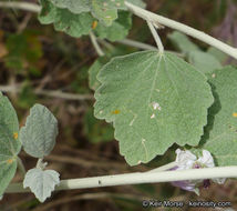 Image of <i>Malacothamnus helleri</i>