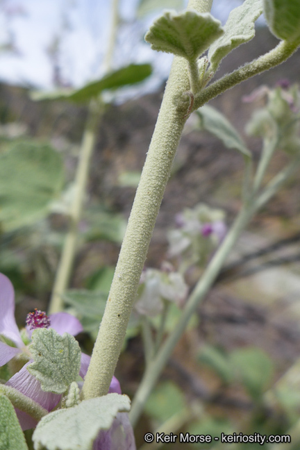 Imagem de <i>Malacothamnus helleri</i>