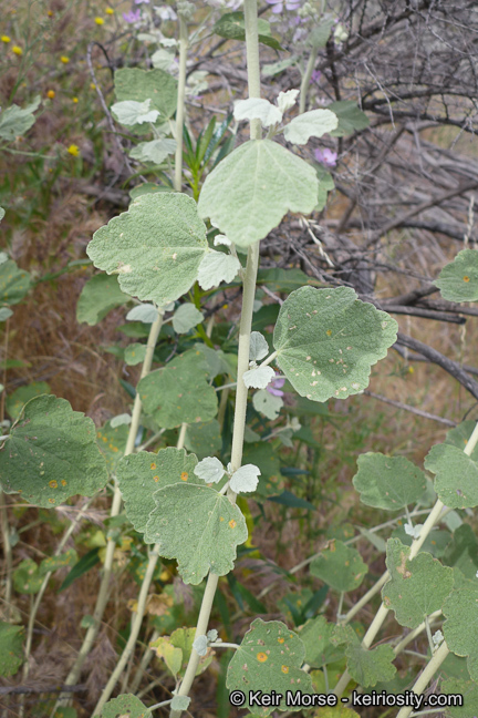 Imagem de <i>Malacothamnus helleri</i>