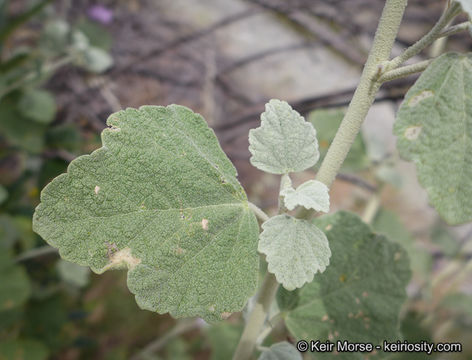 Imagem de <i>Malacothamnus helleri</i>