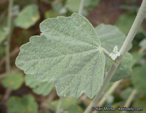 Imagem de <i>Malacothamnus helleri</i>