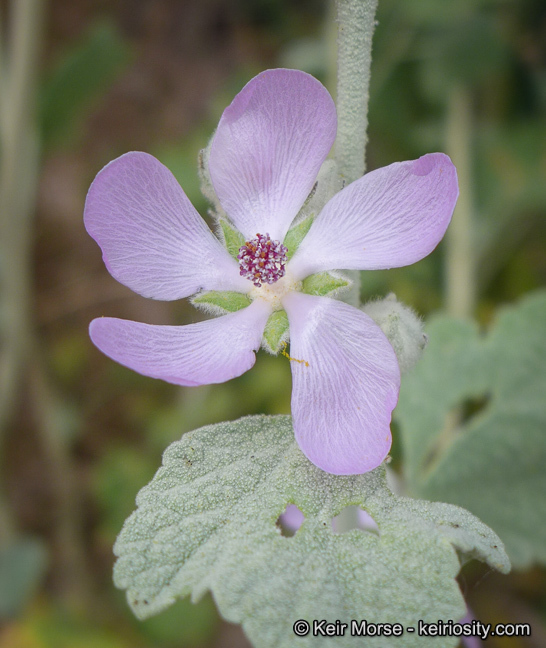 Imagem de <i>Malacothamnus helleri</i>