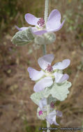 Image of <i>Malacothamnus helleri</i>