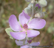 Image of <i>Malacothamnus helleri</i>