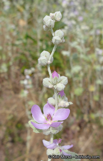 Image of <i>Malacothamnus helleri</i>