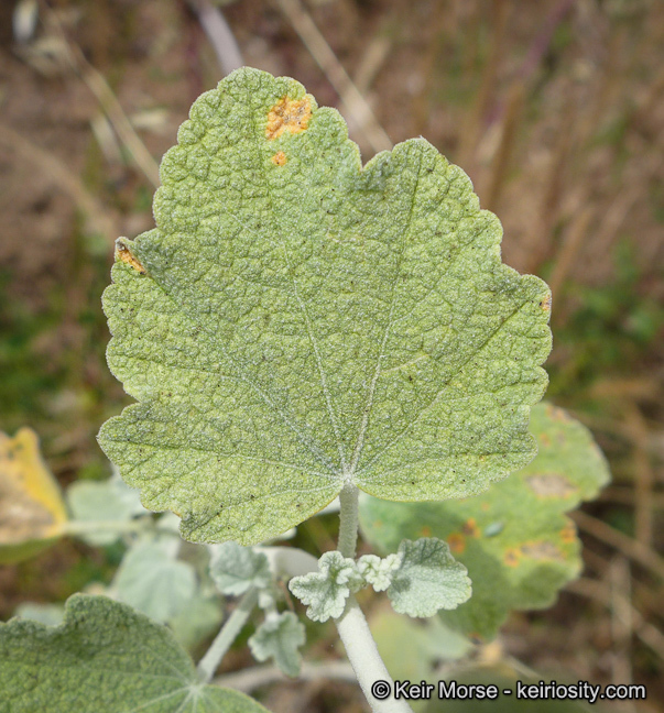 Image of <i>Malacothamnus helleri</i>