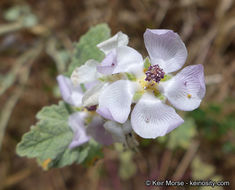 Image of <i>Malacothamnus helleri</i>