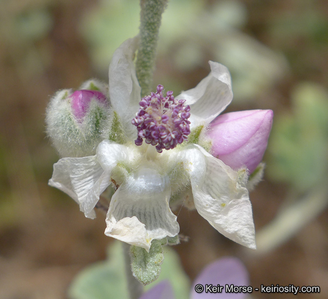 Image of <i>Malacothamnus helleri</i>