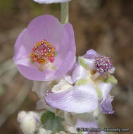 Image of <i>Malacothamnus helleri</i>