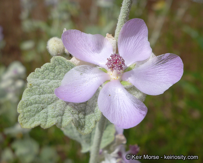 Image of <i>Malacothamnus helleri</i>