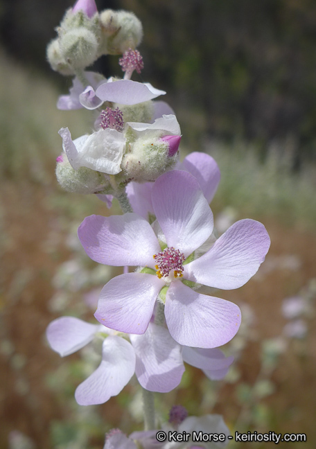 Image of <i>Malacothamnus helleri</i>