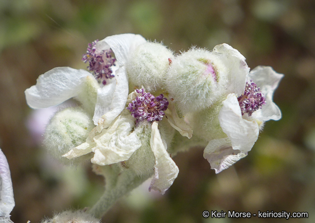 Image of <i>Malacothamnus helleri</i>