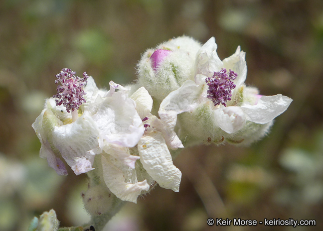 Image of <i>Malacothamnus helleri</i>