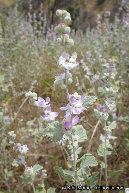 Image of <i>Malacothamnus helleri</i>