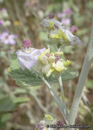 Image of <i>Malacothamnus helleri</i>