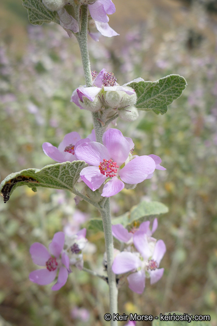 Image of <i>Malacothamnus helleri</i>