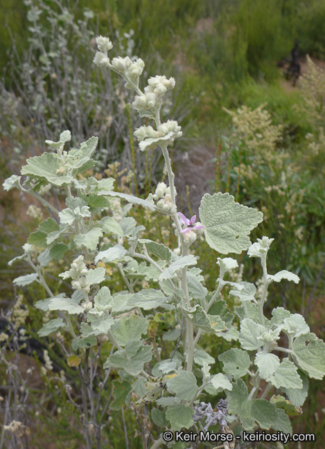 Imagem de <i>Malacothamnus helleri</i>