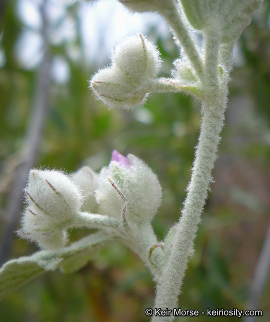 Imagem de <i>Malacothamnus helleri</i>