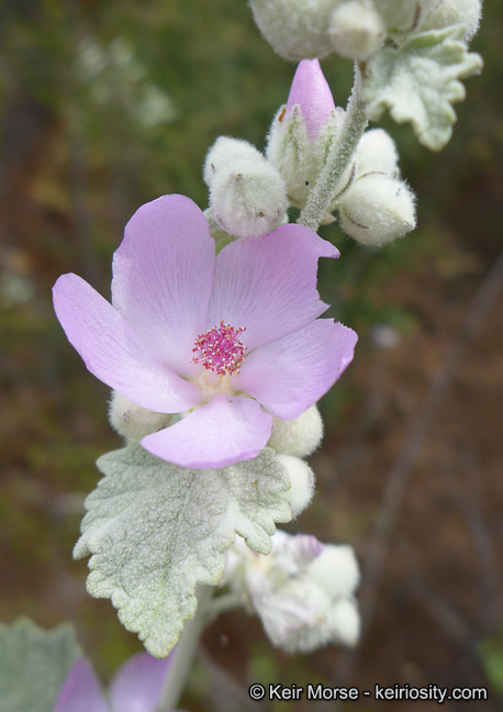 Imagem de <i>Malacothamnus helleri</i>