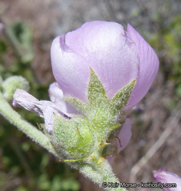 Imagem de <i>Malacothamnus orbiculatus</i>