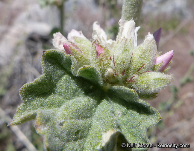 Imagem de <i>Malacothamnus orbiculatus</i>