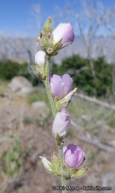 Imagem de <i>Malacothamnus orbiculatus</i>