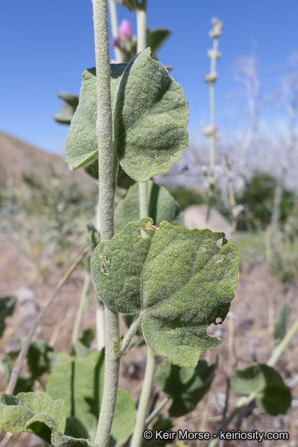 Image of <i>Malacothamnus orbiculatus</i>