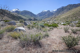 Imagem de <i>Malacothamnus orbiculatus</i>