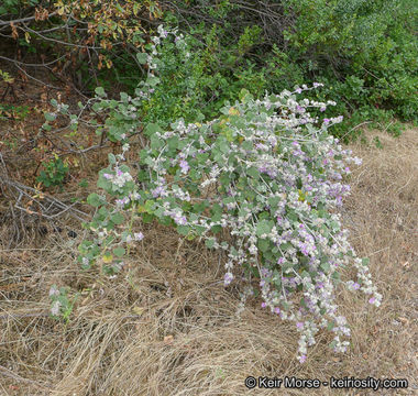 Imagem de Malacothamnus fremontii (Torr. ex Gray) Greene