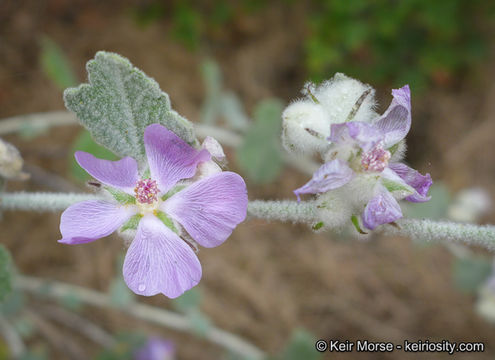 Imagem de Malacothamnus fremontii (Torr. ex Gray) Greene