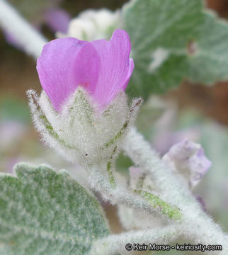 Imagem de Malacothamnus fremontii (Torr. ex Gray) Greene