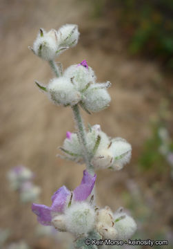 Imagem de Malacothamnus fremontii (Torr. ex Gray) Greene