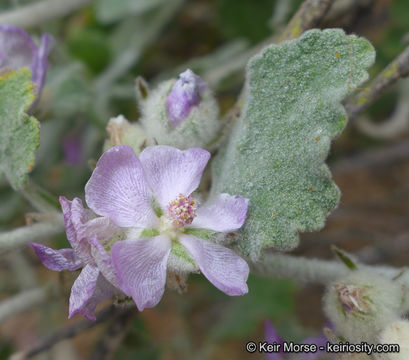 Imagem de Malacothamnus fremontii (Torr. ex Gray) Greene