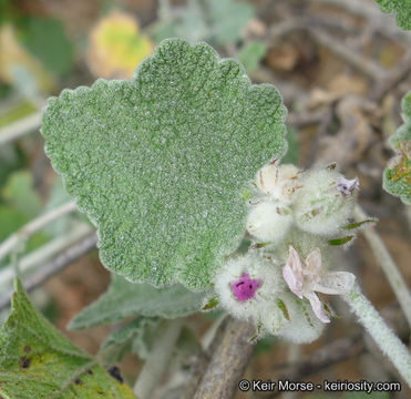 Imagem de Malacothamnus fremontii (Torr. ex Gray) Greene