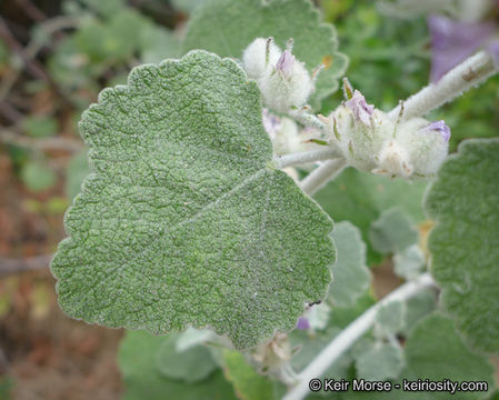 Imagem de Malacothamnus fremontii (Torr. ex Gray) Greene