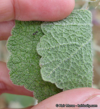 Image of Fremon's bushmallow