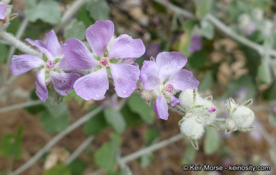 Imagem de Malacothamnus fremontii (Torr. ex Gray) Greene