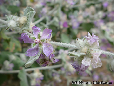 Imagem de Malacothamnus fremontii (Torr. ex Gray) Greene