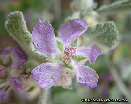 Imagem de Malacothamnus fremontii (Torr. ex Gray) Greene