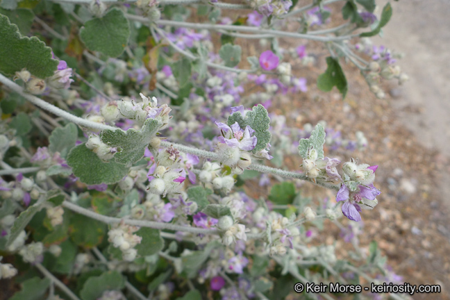 Imagem de Malacothamnus fremontii (Torr. ex Gray) Greene