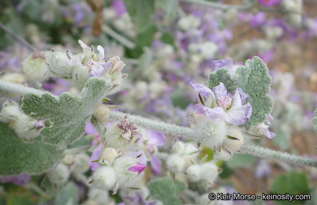 Imagem de Malacothamnus fremontii (Torr. ex Gray) Greene