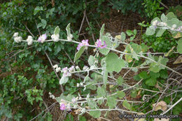 Imagem de Malacothamnus fremontii (Torr. ex Gray) Greene