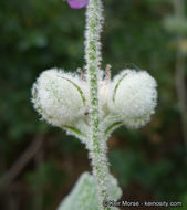 Imagem de Malacothamnus fremontii (Torr. ex Gray) Greene