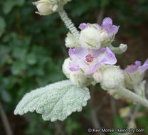 Imagem de Malacothamnus fremontii (Torr. ex Gray) Greene