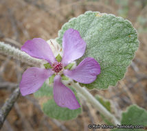 Imagem de Malacothamnus fremontii (Torr. ex Gray) Greene