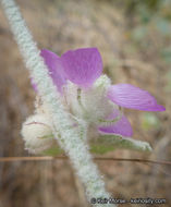 Imagem de Malacothamnus fremontii (Torr. ex Gray) Greene